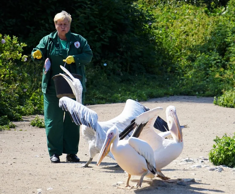 “Linnalaager Loomaaia elu” Tallinn Zoo-s: 19. august 2026, kell 10–14, pilet 30 €