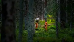 Uurali händkakk istumas rohelisel metsaserval paksu kuusemetsa vahel Eestis.