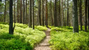 Rakvere Linnametsas toimub tasuta loodusmatk: osale ja uuri tulevikuplaane
